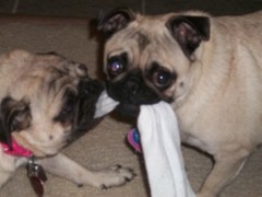 Change Verizon To Straight Talk 3/1 SIM Card Activation Pug Help Valentines